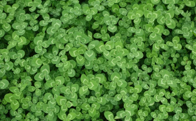 saint patrick (1)