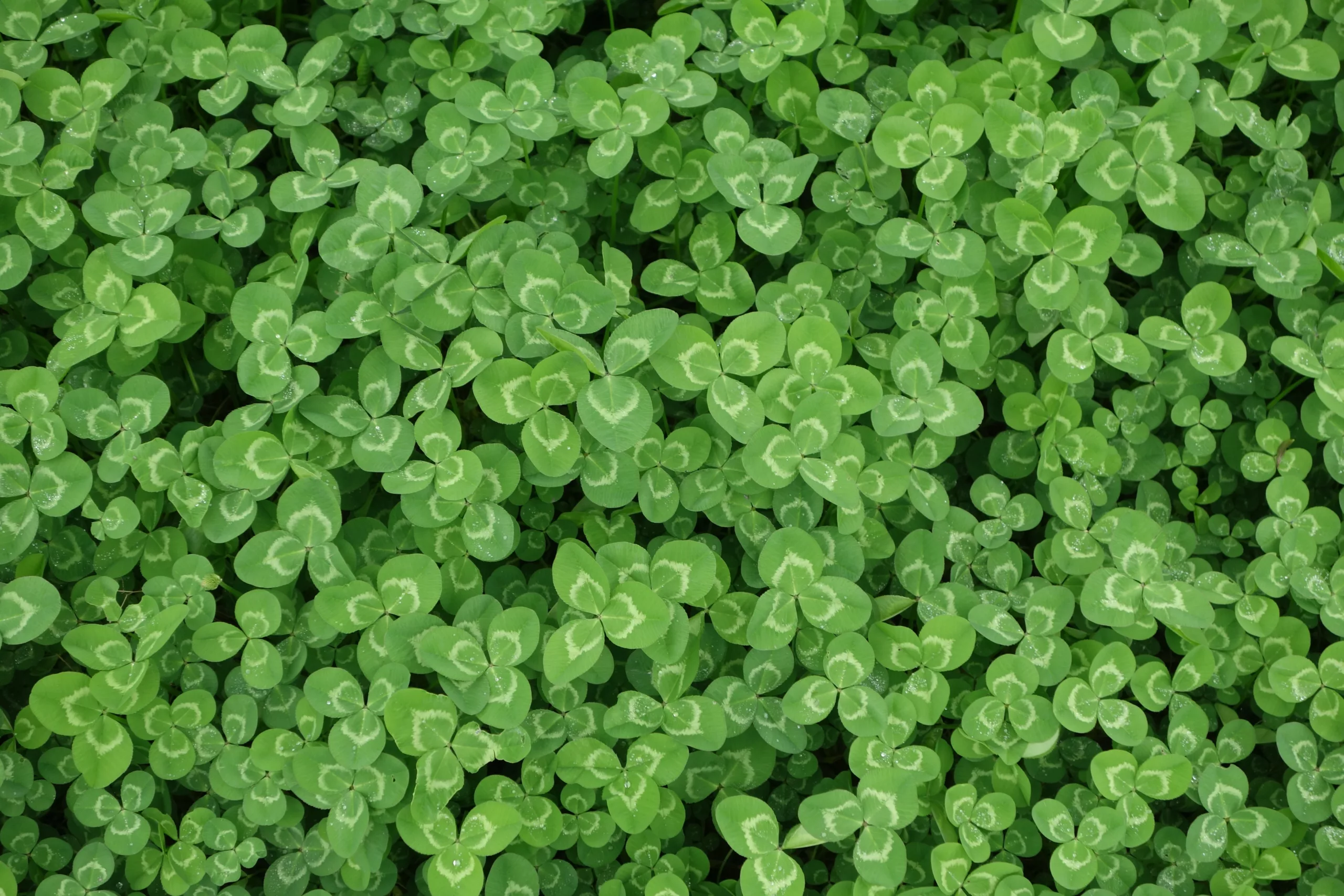 saint patrick (1)